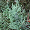 Ozothamnus leptophyllus Woolcombe Form